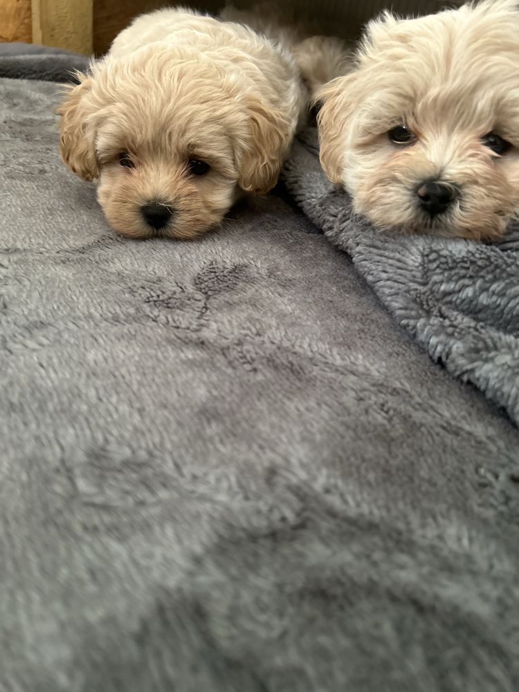 Maltipoo śliczny piesek