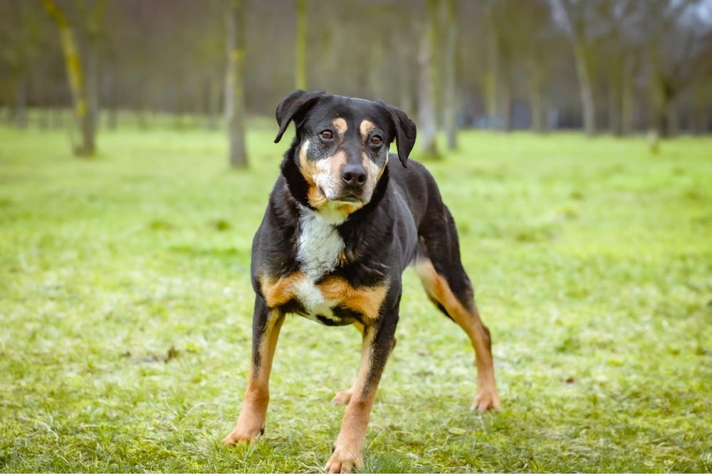 Kora - starsza delikatna i kontaktowa suczka do adopcji