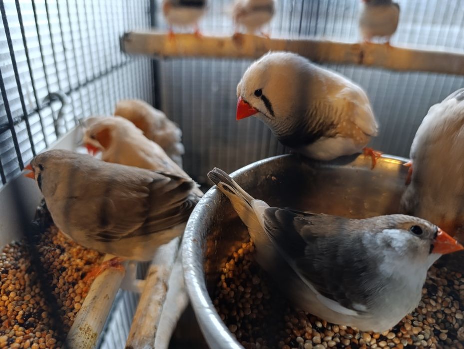 Zeberki 2025 Rok, Koroniaste