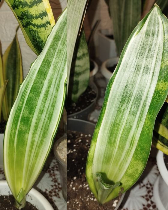 Сансевієрія Манолін і Мерлоу