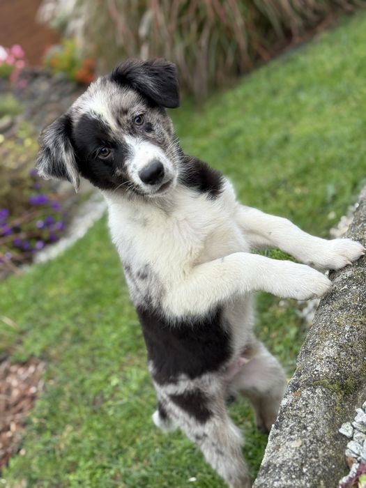 Border Collie unikatowe umaszczenie BlueMerle