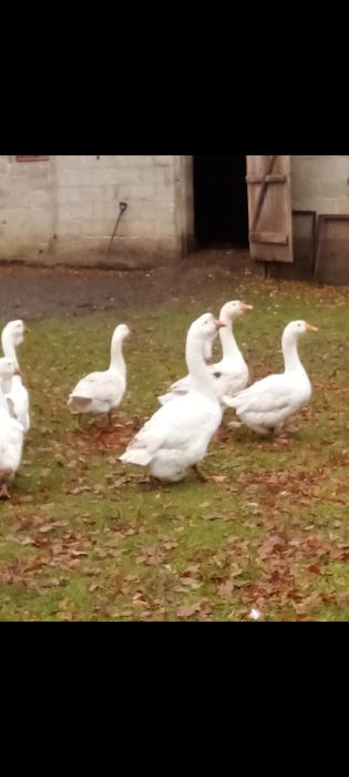 Gęsi, kury, kaczki, przepiurki