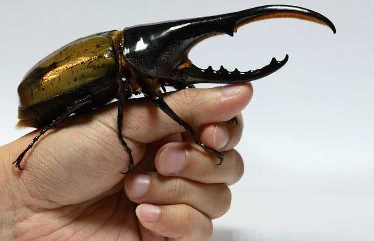 Larwy Dynastes hercules – legendarne, ogromne chrząszcze