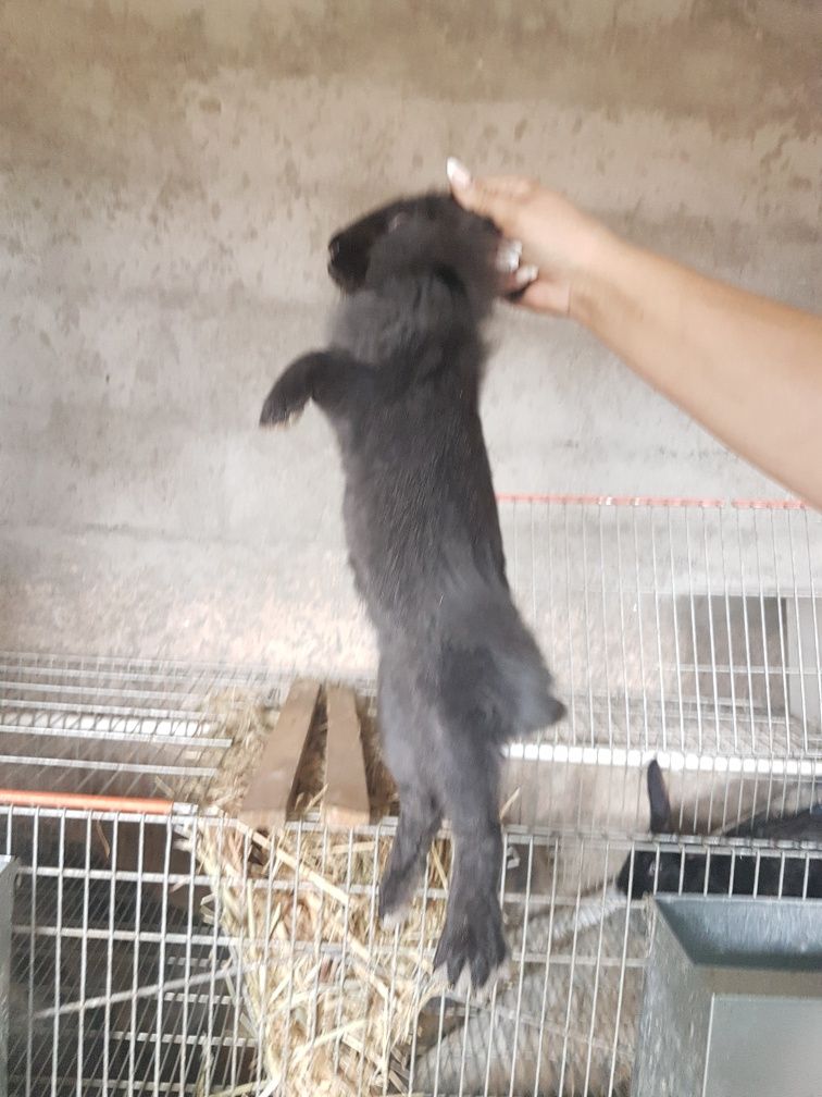Vendo Coelhos (Entrega Disponível)