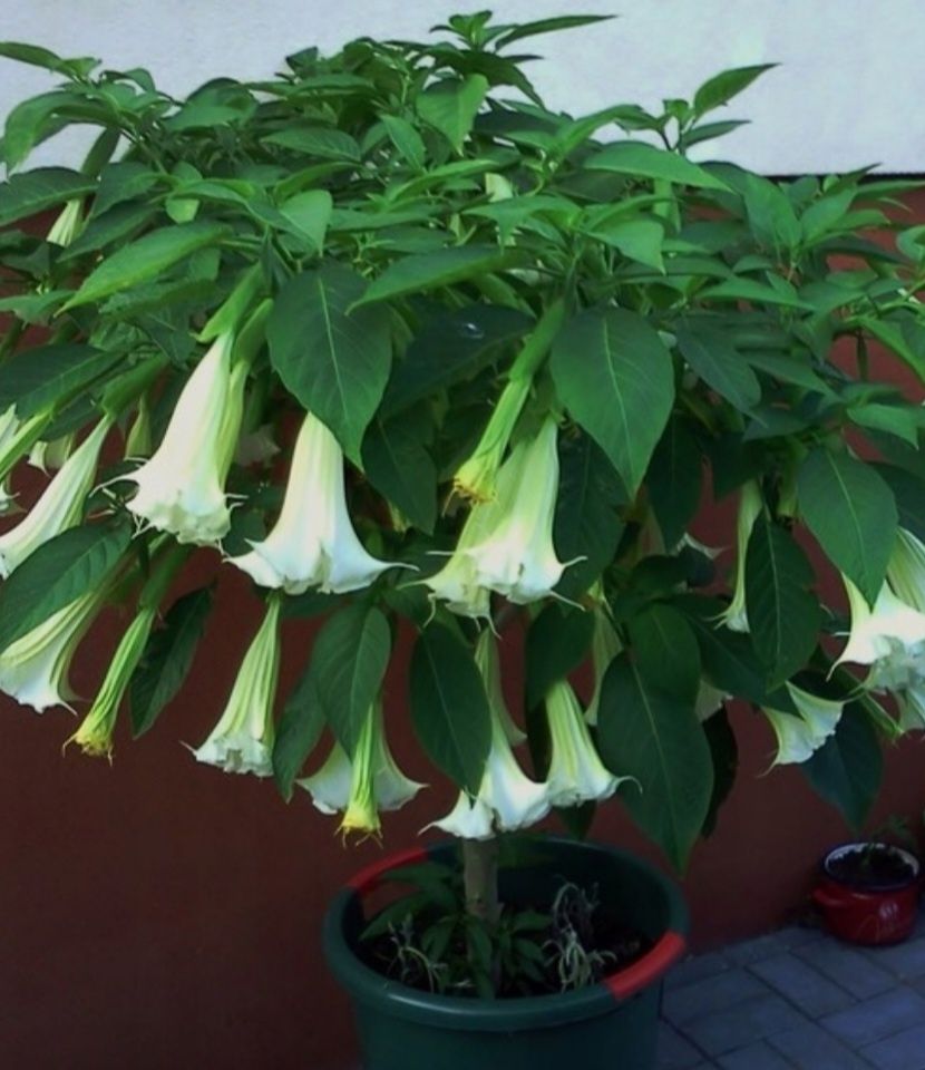 Datura 3 kolory: biała, żółta, łososiowa