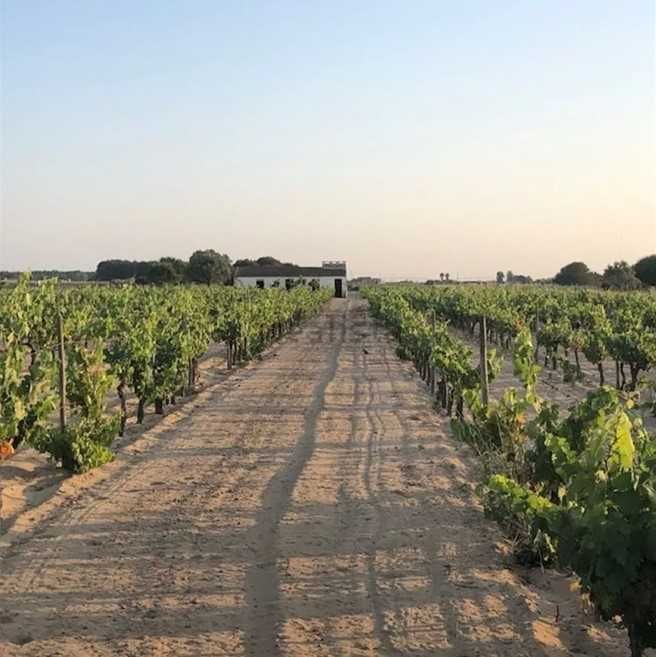 Terreno com vinha e casa de apoio