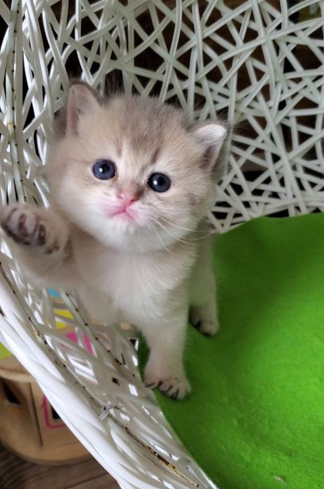 Ручные малыши, котята золотая шиншилла