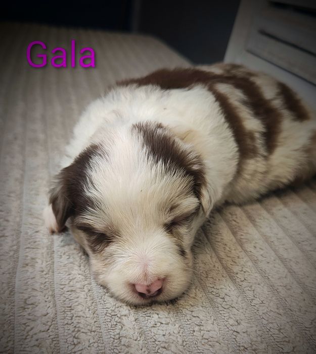 Border collie suczka red merle