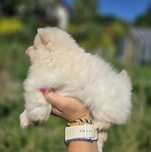Bialy Szpic Miniaturowy Pomeranian