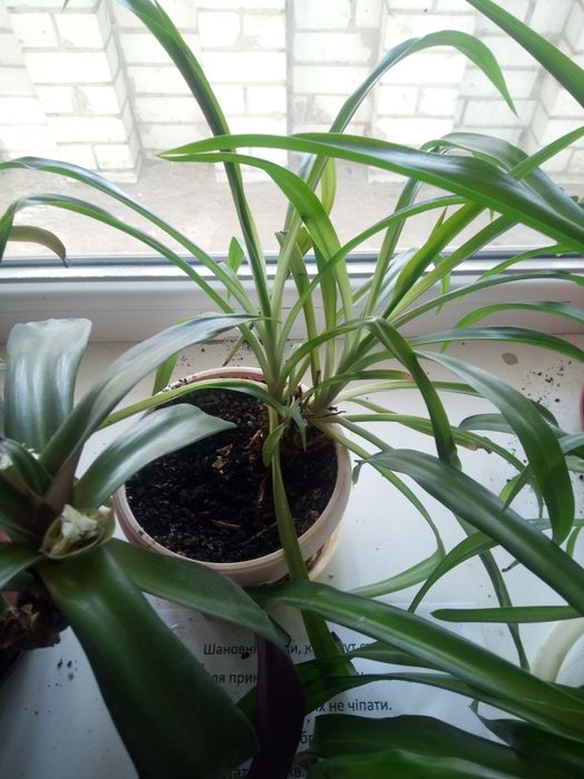 Продам квіти, витримують тиждень без поливу,холод і тд