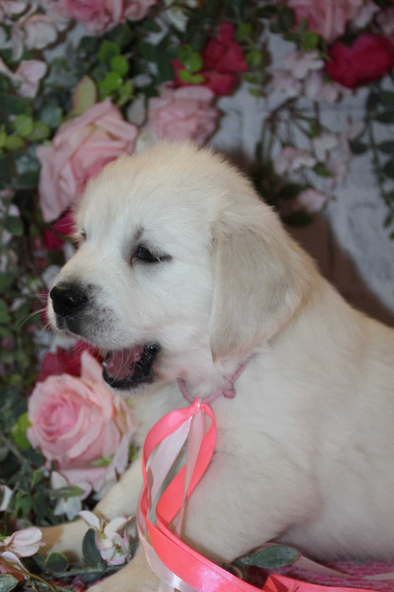 Piesek rasy Golden retriever FCI ZKwP