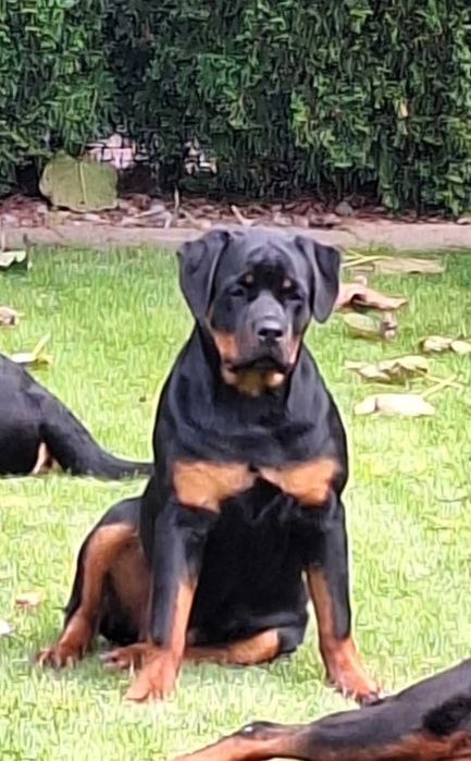 Rottweiler suczka  ZKwP/FCI