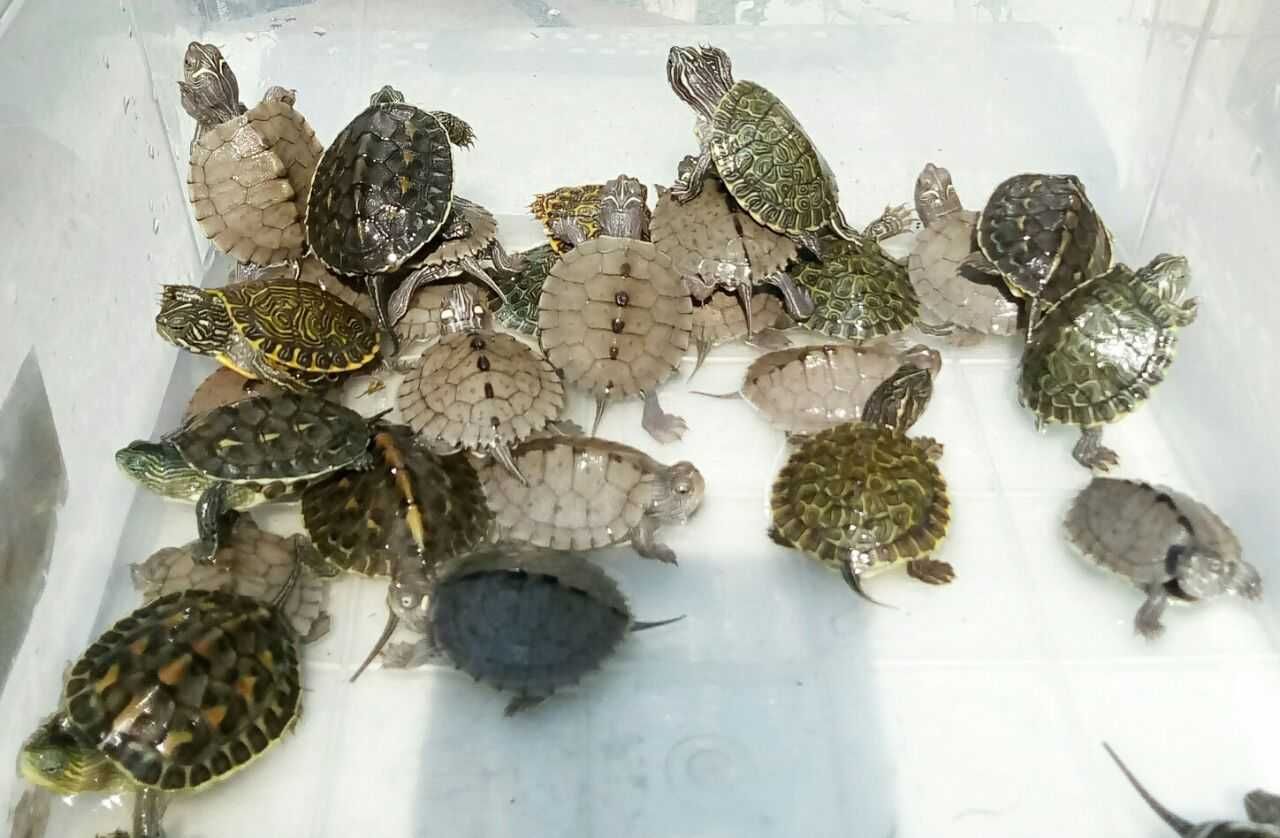 Черепахи водно-сухопутные граптемисы и мауремисы