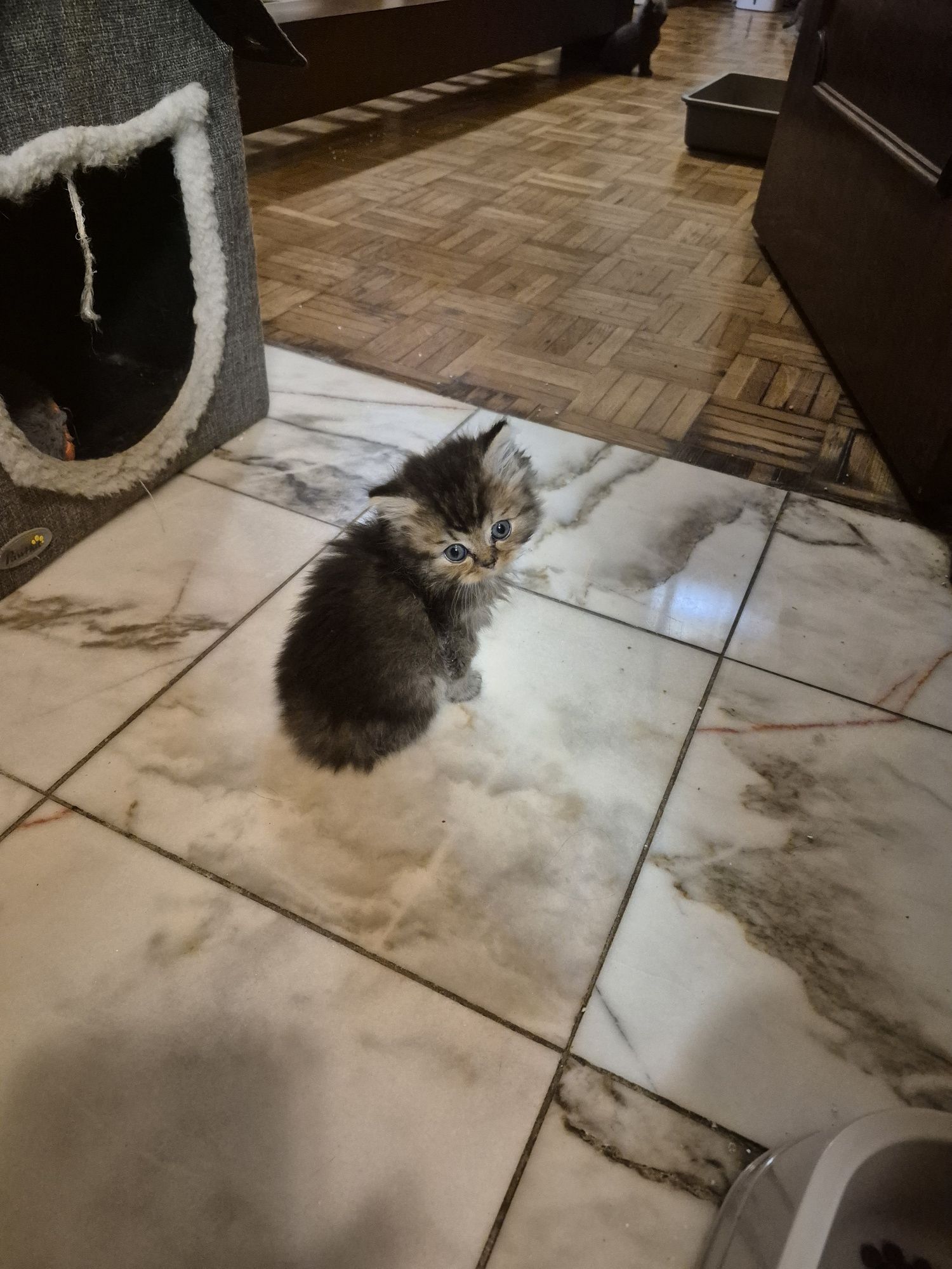 British macho brown tabby