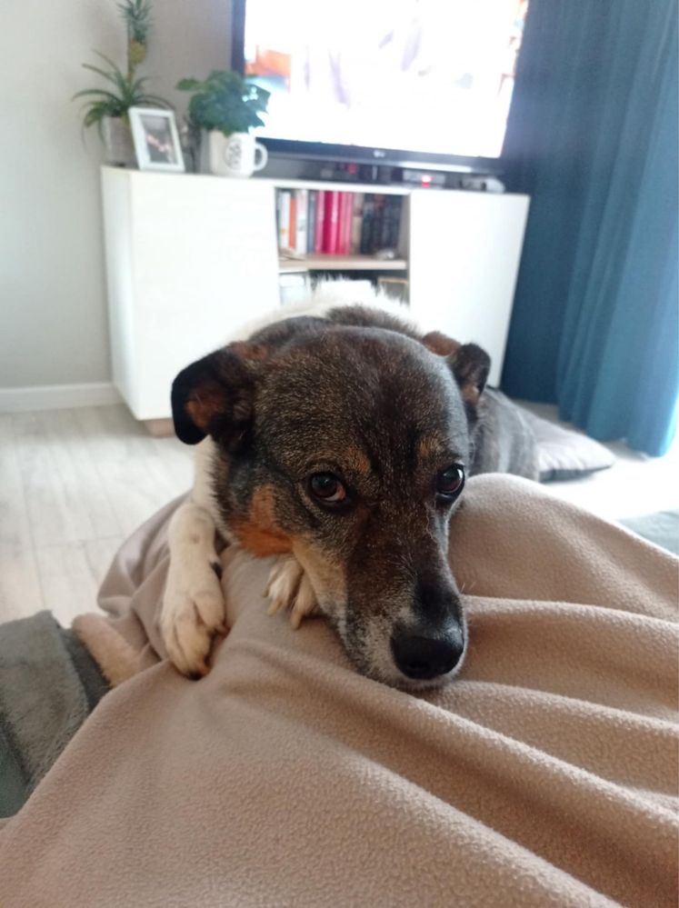 Snickers do adopcji Trójmiasto