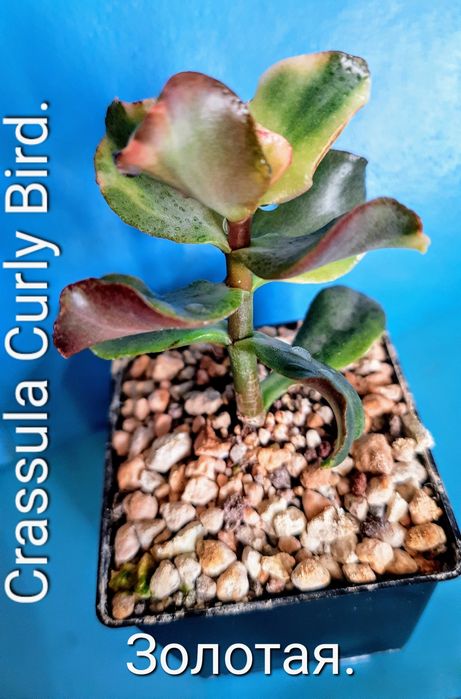 АКЦИЯ! Редкие, вариегатные крассулы толстянки денежные деревья, суккул