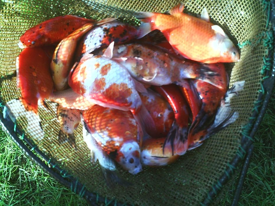 karpie koi, karasie kolorowe ozdobne i inne ryby