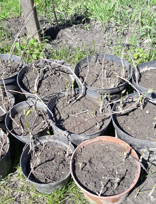 Winobluszcz pięciolistkowy, czerwony bluszcz, dzikie wino + gratis!