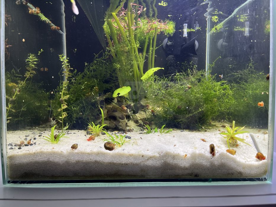 Akwarium 35l z akcesoriami