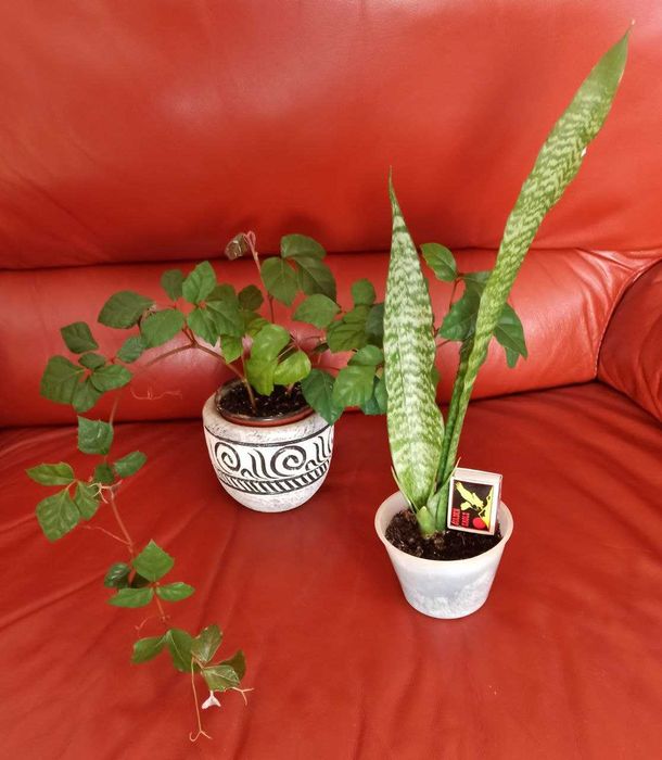 Кімнатна рослина циссус та сансевієрія