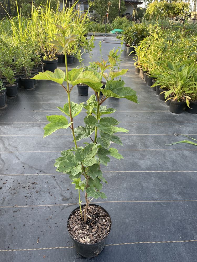 Kalina Koralowa Roseum
