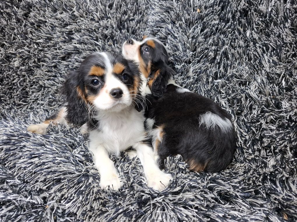 Cavalier king charles spaniel suczka