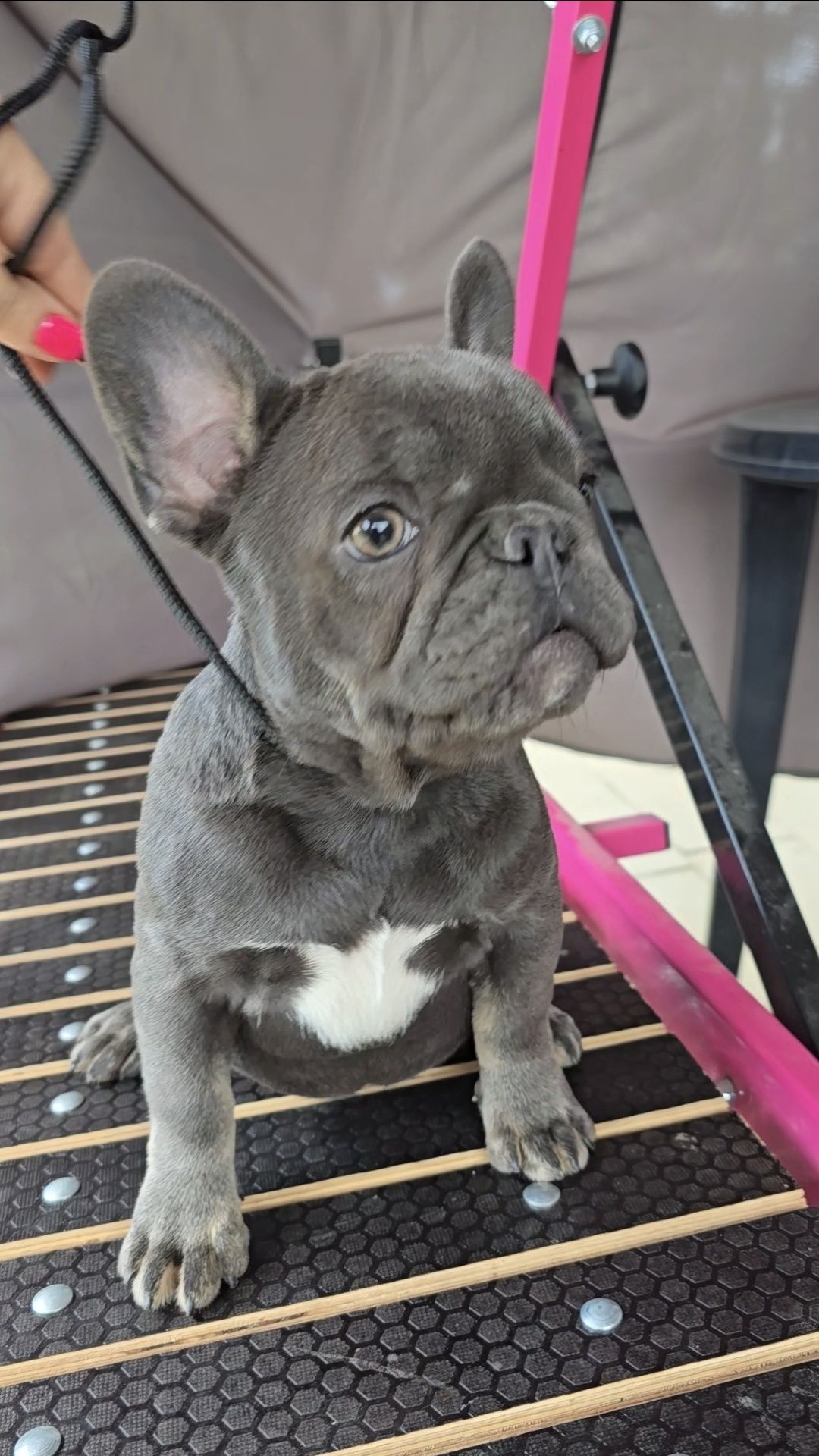 Buldog francuski dziewczynka