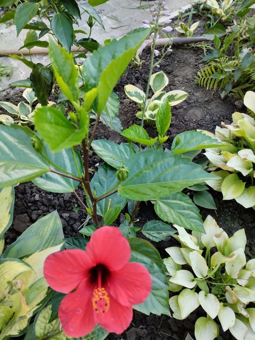 Гибискусы  комнатные