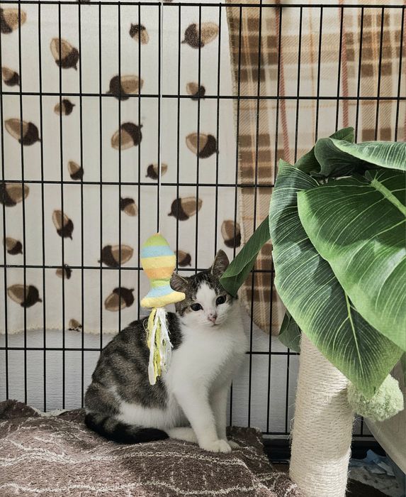 Kotki do adopcji, kot, kociak, kotek