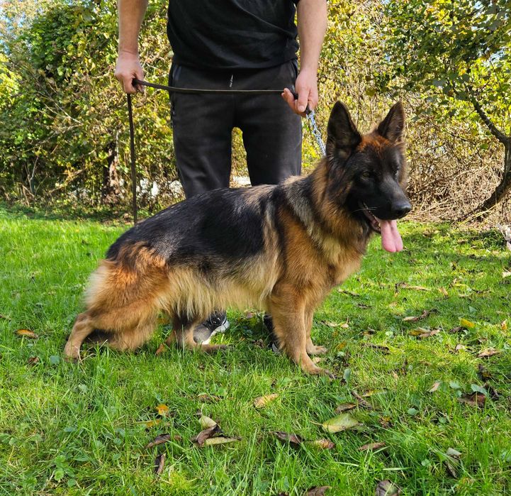 Owczarek Niemiecki Długowłosy Zkwp FCI suczka.Możliwosc wysłania