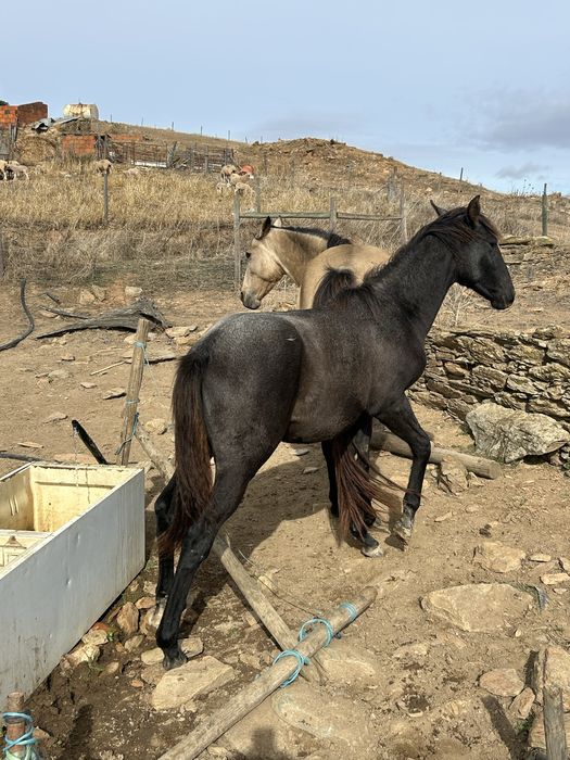 Poldros cruzados de lusitano