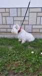 West Highland white terrier reproduktor