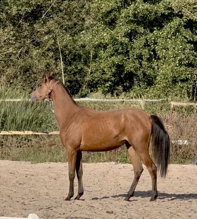 Klacz arabska -  Sanago / Wadis