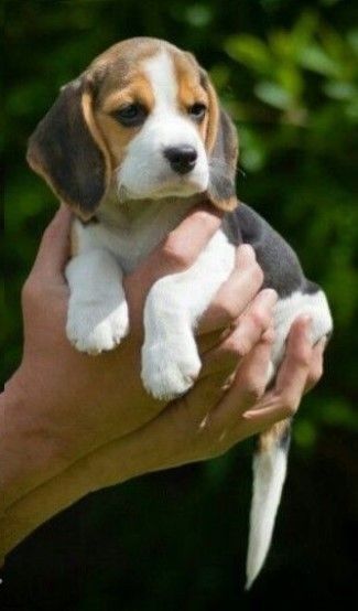 Цуценята породи бігль