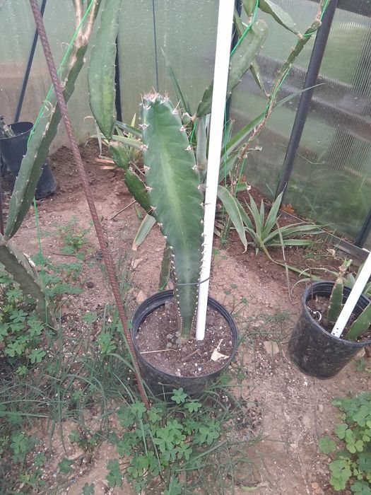 Mandacaru da frutos com ótimo tamanho  d