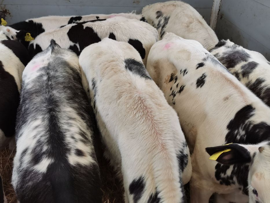 Byczki startery samodzielne bbb simental szarolez