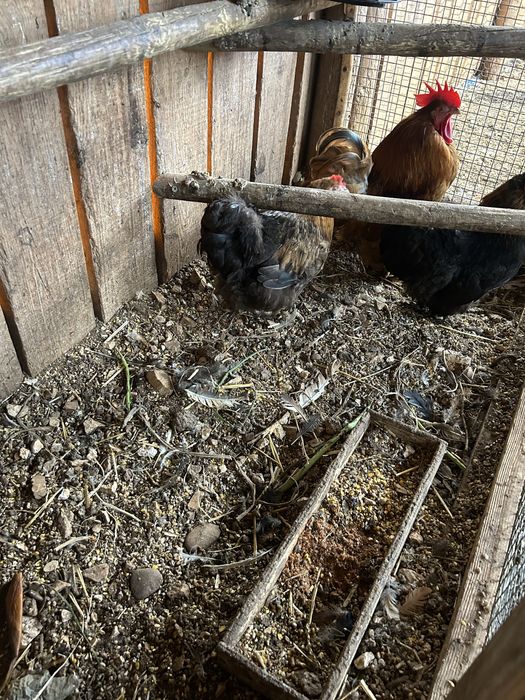 Trio de pekins..