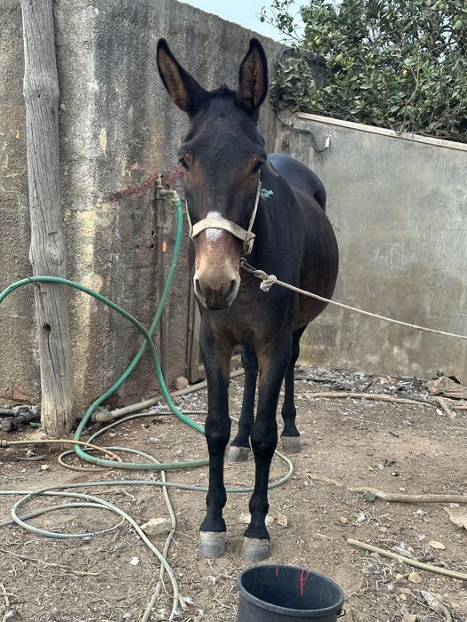 Vendo macho 9 anos engatado