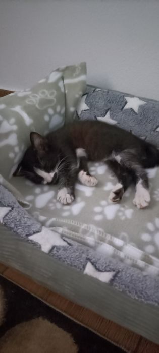 1 gatinho bebé  para adoção