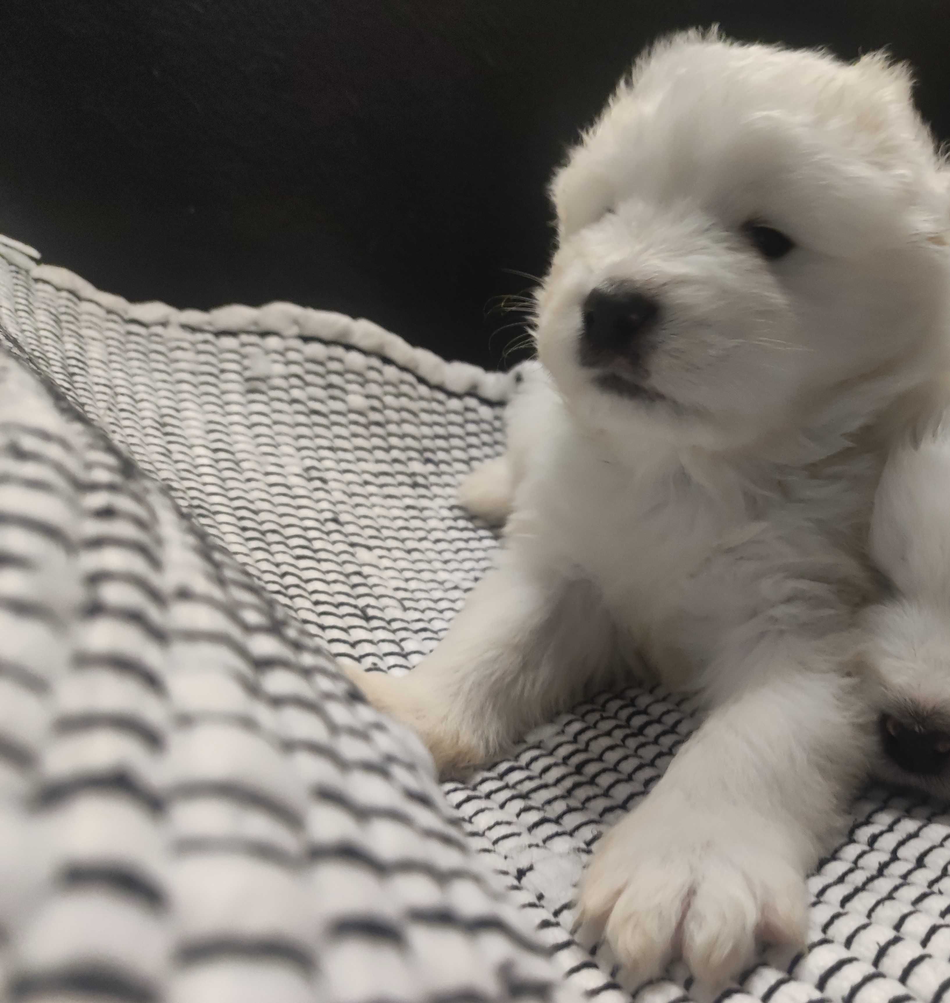 Samoyed FCI Samojed ZKwP