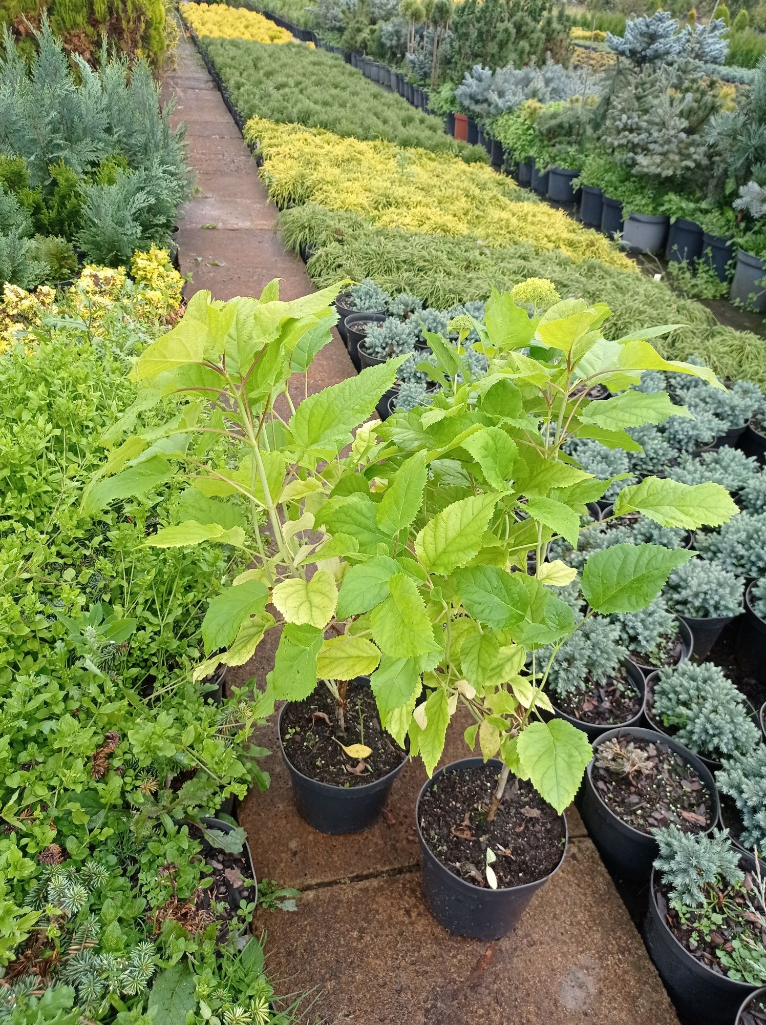 Hortensja Anabelle