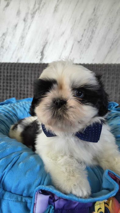 Cudowny Oleg Shih tzu gotowy do zmiany domku