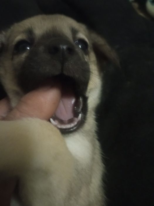 Щенок.   Девочка.