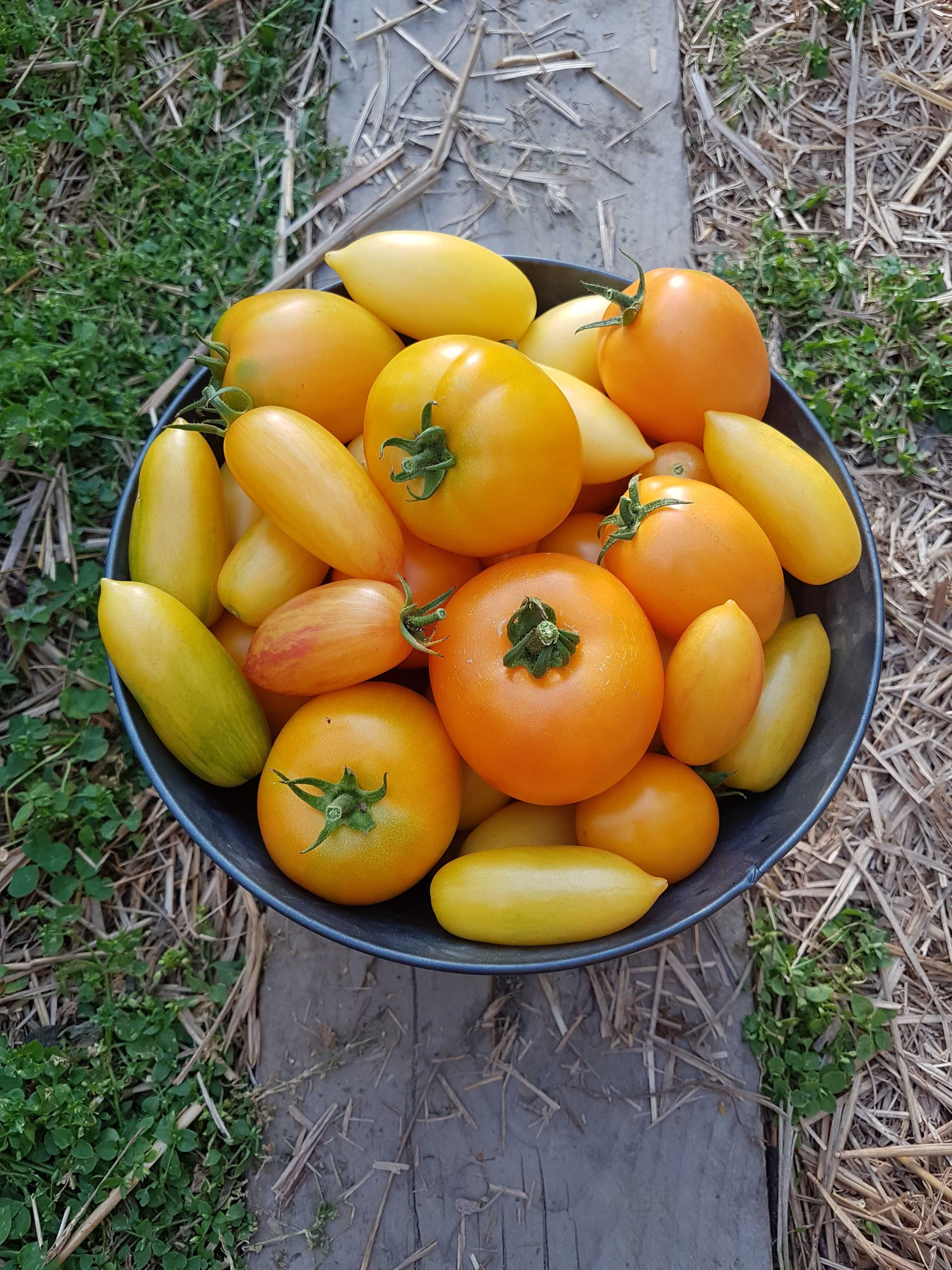 Sadzonki pomidorów kolekcjonerskich kolorowe pomidory czarne fioletowe