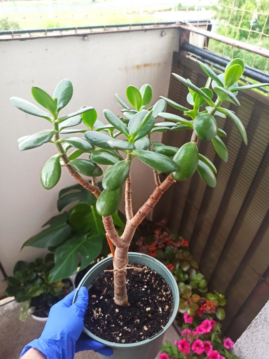 Krassula, drzewko szczęścia.