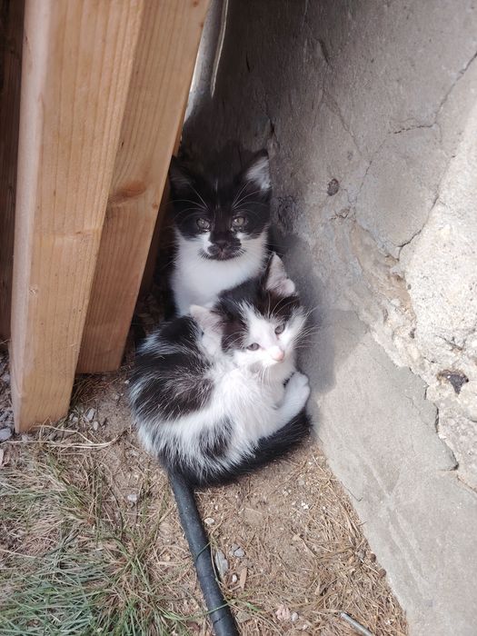 Oddam kotki w dobre ręce