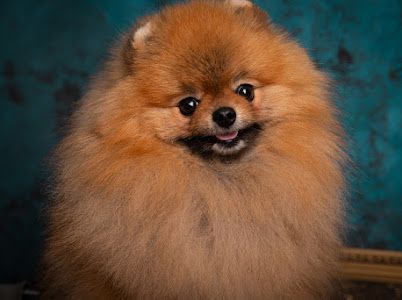 Кобель померанского шпица для вязки