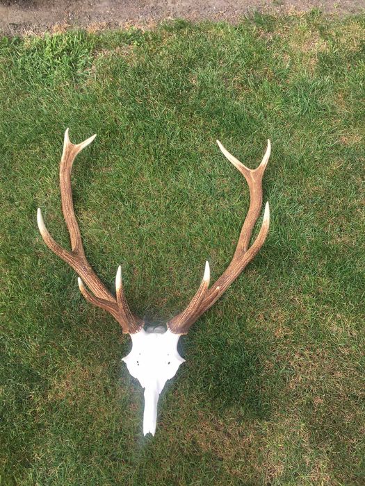 Poroże jelenia wieniec trofeum dziesiątak.