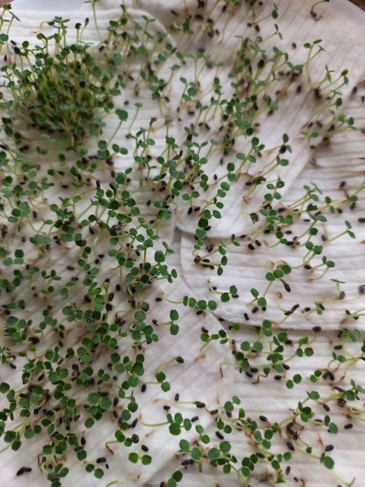 Nasiona melisy melisa 2025