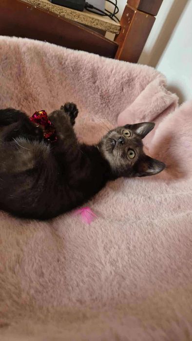 Piękny kotek do adopcji